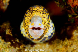 Moray eel by Jagwang Koo 